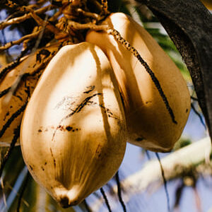 Noix de coco