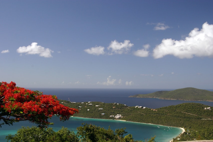 Vue panoramique sur une baie tropicale avec des fleurs de flamboyant rouges au premier plan